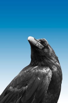The photograph of an exposed raven bird.
