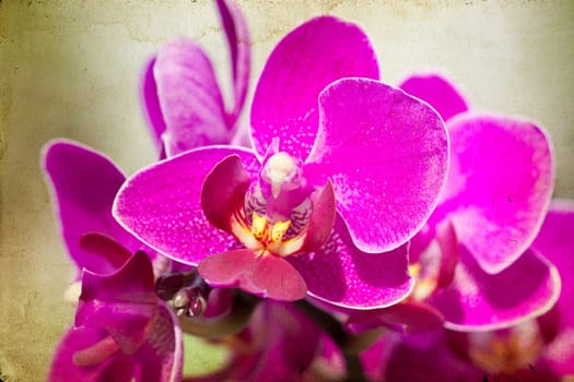 Pink orchid on vintage background