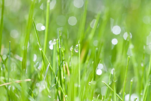 Abstract spring background of green grass with water drops