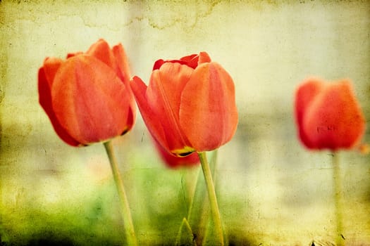 Red tulips on vintage background