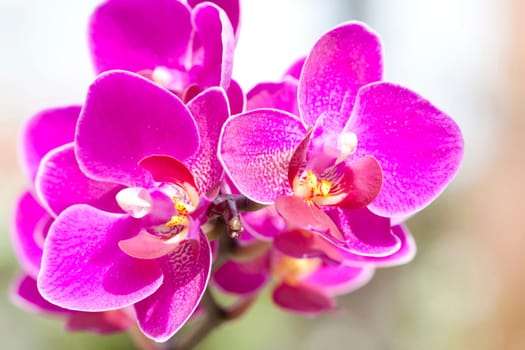 Pink orchid in the garden