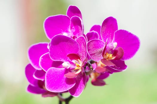 Pink orchid in the garden