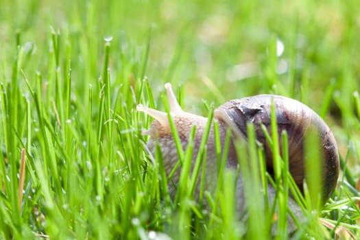Snail in green grass