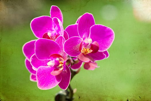 Pink orchid on vintage background