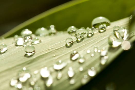 Dew drops on green leaf