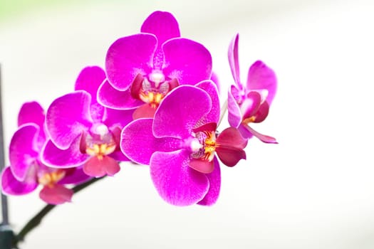 Pink orchid in the garden