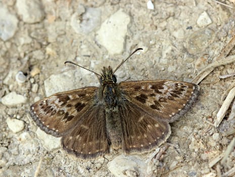 Kronwicken-Dickkopffalter (Erynnis tages)