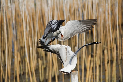 Seagulls fight pecking on a bamboo stump.