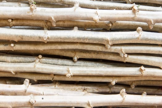cassava or manioc plant field in Thailand