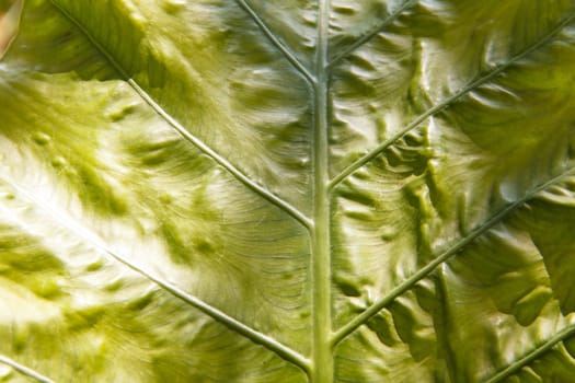 Herbaceous plants in the family Araceae tubers succulent leaves are ovate to heart.
