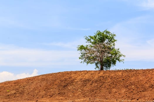 Lone tree on brown hill with blue sky