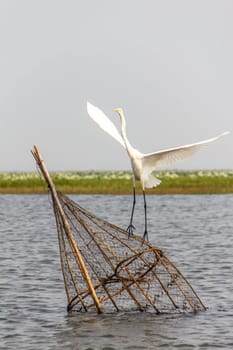egret on The fish trap in lagoon