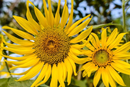 A colorful Sunflower shot at the field