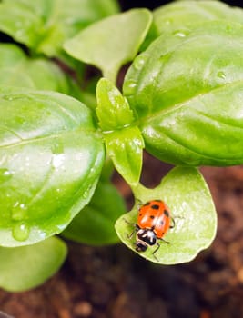 A Ladybug Scores the plant surfaxe for food