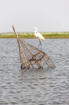 egret on The fish trap in lagoon