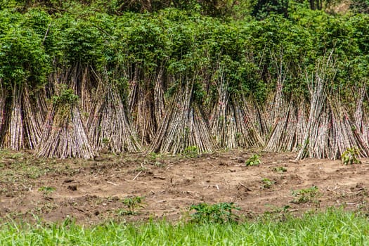 cassava or manioc plant field in Thailand