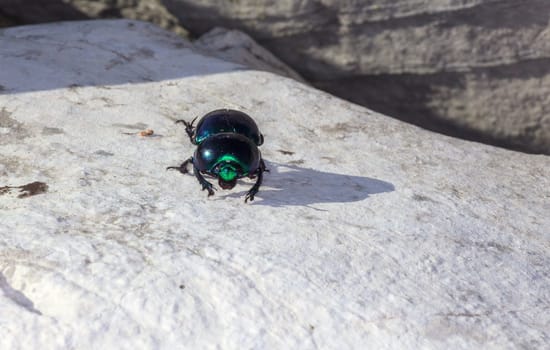 View of green beatle on the rock