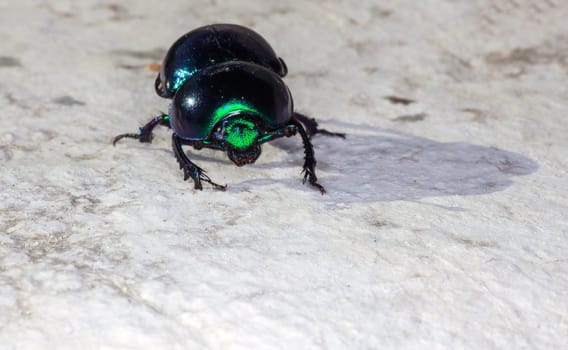 View of green beatle on the rock