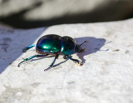 View of green beatle on the rock