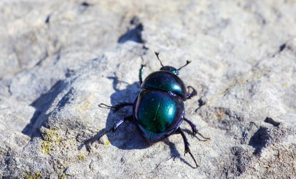 View of green beatle on the rock