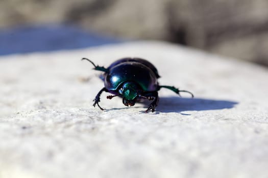 View of green beatle on the rock