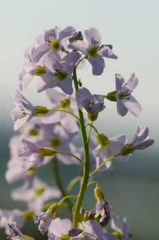 meadow foam herb