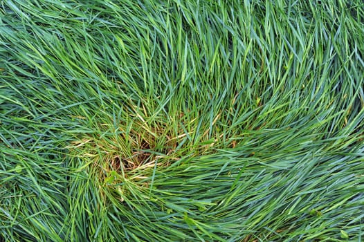 Swirl in wet grass