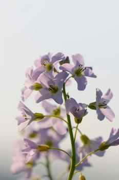 meadow foam herb