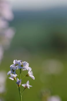 meadow foam herb