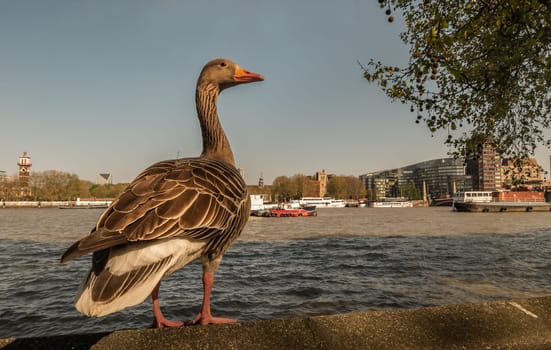 The wild greylag goose resting on stone wall on embankment of the river Thames in the downtown of London. The greylag goose Anser anser is a species of large goose in the waterfowl family Anatidae, Copy Space, Selective focus.