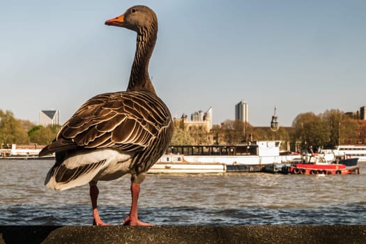 The wild greylag goose resting on stone wall on embankment of the river Thames in the downtown of London. The greylag goose Anser anser is a species of large goose in the waterfowl family Anatidae, Copy Space, Selective focus.