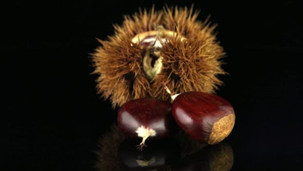 Closeup of chestnuts on a black reflective background.