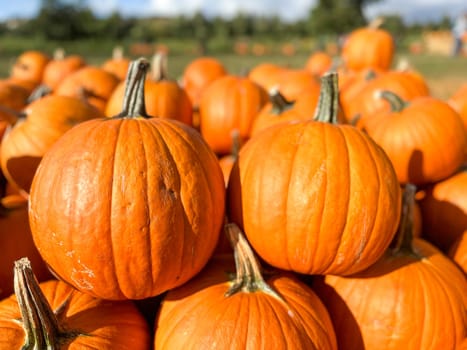 Pumpkins stalks in the field during harvest time in fall. Halloween preparation, American Farm