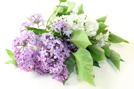 purple lilac flowers against a white background