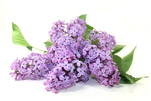 purple lilac flowers against a white background