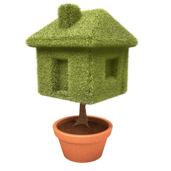 House tree growing inside a vase over white. Clipping path included.