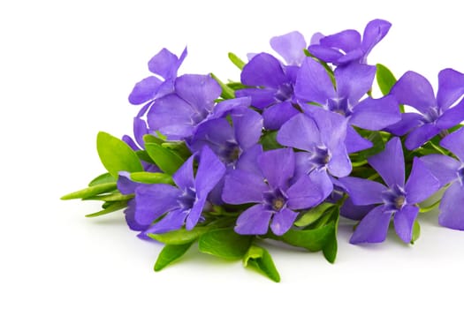 Beautiful spring flowers on white background