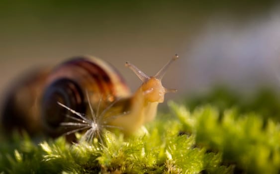 Snail