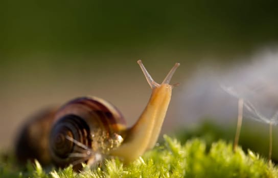 Snail