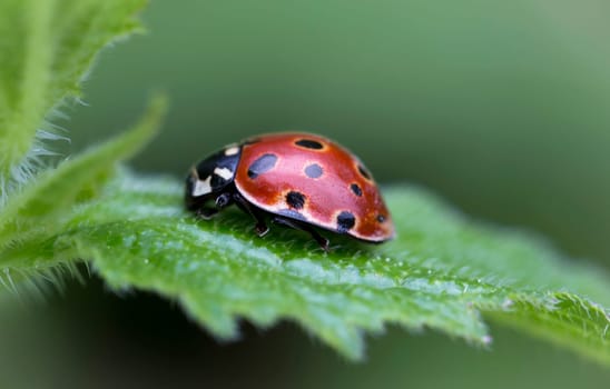 Lucky Beetle