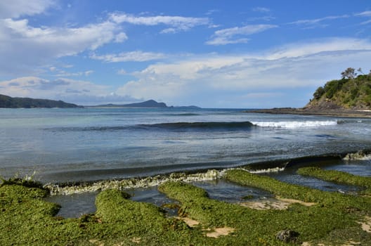 algae plague on the beach