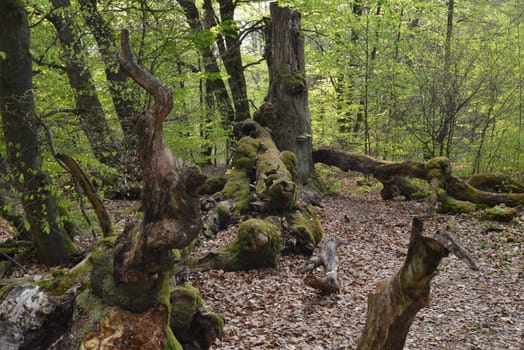 Reinhardswald