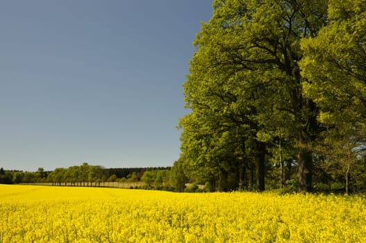 I photographed this beautiful oak avenue in the Reinhardswald