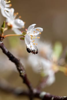 Ant on a mirabelle flower in a macro shot