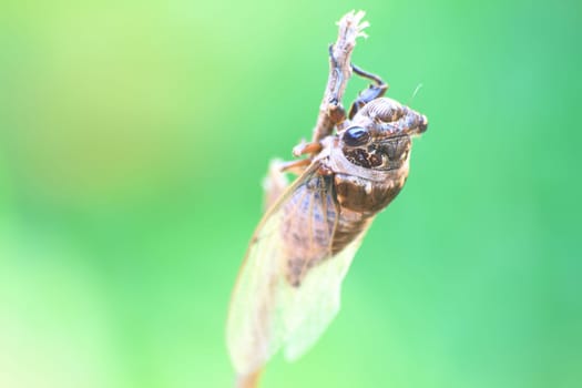 Cicadas in the trees, close up insect from nature