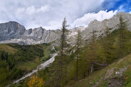 Mountain forest under the Dachstein