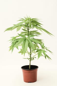 Young Green Leaf Cannabis Indica Plant Marijuana