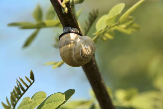 Snail on a branch in the garden