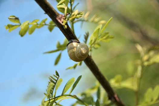 Snail on a branch in the garden
