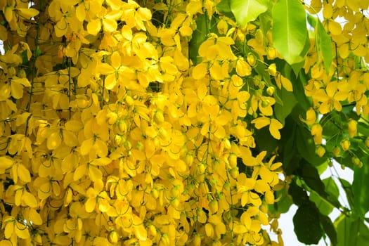 Indian Gold Rain,Cassia Fistula is a tropical tree with yellow flowers